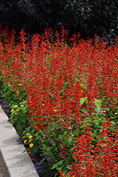 Lighthouse Red Sage (Salvia splendens 'Lighthouse Red') at A Very Successful Garden Center