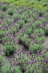 Primavera Lavender (Lavandula stoechas 'Anouk Deluxe 1225') at A Very Successful Garden Center