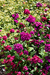Amazon Neon Purple Pinks (Dianthus 'PAS247290') at A Very Successful Garden Center