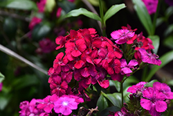Amazon Neon Cherry Pinks (Dianthus 'PAS247229') at A Very Successful Garden Center