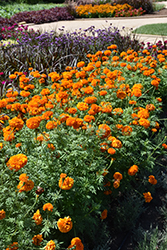 Xochi Orange Marigold (Tagetes erecta 'Xochi Orange') at A Very Successful Garden Center