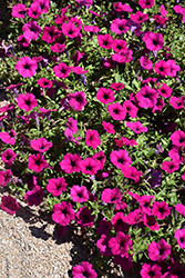 Wave Purple Classic Petunia (Petunia 'Wave Purple Classic') at Lakeshore Garden Centres