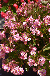 Hula Pink Begonia (Begonia 'PAS1350209') at Lakeshore Garden Centres