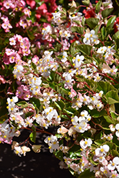 Hula Blush Begonia (Begonia 'PAS1568925') at A Very Successful Garden Center