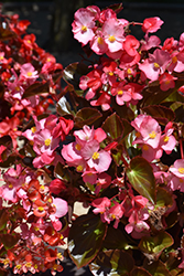 Viking Pink on Chocolate Begonia (Begonia 'Viking Pink on Chocolate') at A Very Successful Garden Center