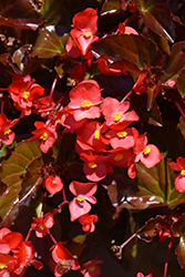 Viking XL Red on Chocolate Begonia (Begonia 'Viking XL Red on Chocolate') at A Very Successful Garden Center