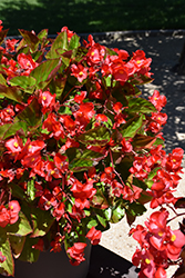 Viking XL Red on Green Begonia (Begonia 'Viking XL Red on Green') at A Very Successful Garden Center