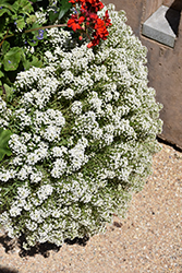 Easy Breezy White Lobularia (Lobularia maritima 'Balbeezite') at A Very Successful Garden Center