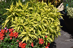 FlameThrower Salsa Verde Coleus (Solenostemon scutellarioides 'UF14-24-1') at A Very Successful Garden Center