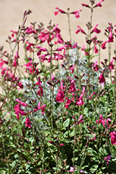 Mirage Hot Pink Autumn Sage (Salvia greggii 'Balmirhopi') at A Very Successful Garden Center