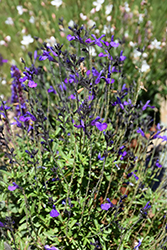 Mirage Blue Autumn Sage (Salvia greggii 'Balmirleu') at Stonegate Gardens