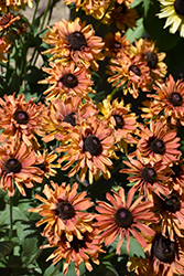 August Sun Coneflower (Rudbeckia 'VPRU17/ 49') at A Very Successful Garden Center