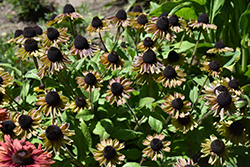 August Forest Coneflower (Rudbeckia 'VPRU17/ 08') at A Very Successful Garden Center