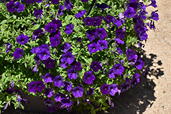 Supertunia Royal Velvet Petunia (Petunia 'Supertunia Royal Velvet') at A Very Successful Garden Center
