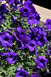 Main Stage Violet Petunia (Petunia 'KLEPH17300') at Lakeshore Garden Centres
