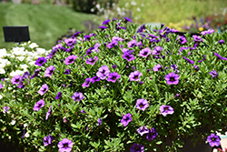 Bloomtastic Purple Calibrachoa (Calibrachoa 'Bloomtastic Purple') at A Very Successful Garden Center