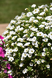 MiniFamous Uno White Calibrachoa (Calibrachoa 'KLECA17002') at A Very Successful Garden Center