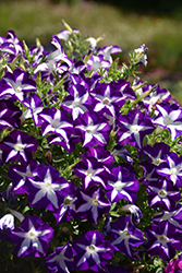 Blanket Blue Star Petunia (Petunia 'Blanket Blue Star') at A Very Successful Garden Center