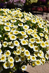 MiniFamous Uno White Gold Calibrachoa (Calibrachoa 'KLECA22901') at Lakeshore Garden Centres