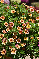 MiniFamous Uno Orange + Red Vein Calibrachoa (Calibrachoa 'KLECA22825') at A Very Successful Garden Center