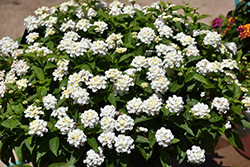 Shamrock White Lantana (Lantana 'Balshamite') at A Very Successful Garden Center