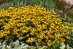Goldblitz Coneflower (Rudbeckia fulgida 'Goldblitz') at Stonegate Gardens