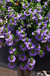 Fairy Blue Fan Flower (Scaevola aemula 'KLESC13594') at A Very Successful Garden Center