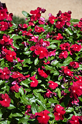 Titan Cranberry Vinca (Catharanthus roseus 'PAS1537843') at Lakeshore Garden Centres