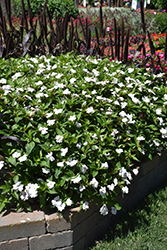 Solarscape White Shimmer Impatiens (Impatiens 'Solarscape White Shimmer') at A Very Successful Garden Center