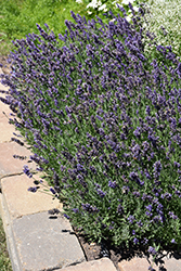 Ellagance Purple Lavender (Lavandula angustifolia 'Ellagance Purple') at Green Thumb Garden Centre