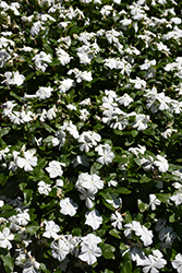 Titan Pure White Vinca (Catharanthus roseus 'Titan Pure White') at Lakeshore Garden Centres