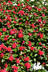 Titan Dark Red Vinca (Catharanthus roseus 'Titan Dark Red') at Lakeshore Garden Centres