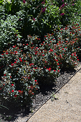 Petite Knock Out Rose (Rosa 'Meibenbino') at Stonegate Gardens