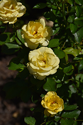 Gilded Sun Rose (Rosa 'MEIanycid') at A Very Successful Garden Center