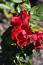 Brick House Rose (Rosa 'Meitraligh') at Lakeshore Garden Centres