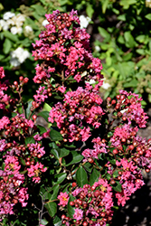 Bellini Strawberry Crapemyrtle (Lagerstroemia indica 'Strawconbel') at A Very Successful Garden Center