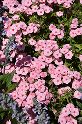 Gisele Light Pink+Eye Phlox (Phlox 'KLEPX20585') at A Very Successful Garden Center
