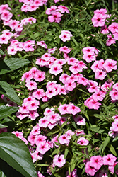 Gisele Pink Phlox (Phlox 'KAZI14750') at A Very Successful Garden Center