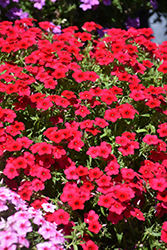 Gisele Red Phlox (Phlox 'KAZI20094') at A Very Successful Garden Center