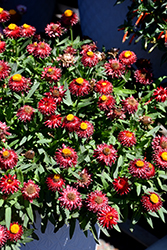 Mohave Dark Red Strawflower (Bracteantha bracteata 'KLEBB16011') at Lakeshore Garden Centres