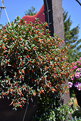 Cherrybells Firecracker Plant (Cuphea ignea 'Cherrybells') at A Very Successful Garden Center