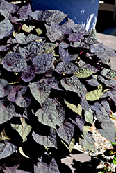 Spotlight Black Heart Sweet Potato Vine (Ipomoea batatas 'Balspotbart') at Lakeshore Garden Centres