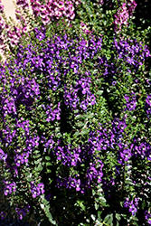 Archangel Purple Angelonia (Angelonia angustifolia 'Balarcpurpi') at A Very Successful Garden Center