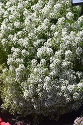 Easy Breezy White Lobularia (Lobularia maritima 'Balbeezite') at A Very Successful Garden Center