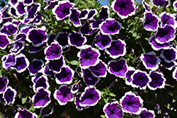 Headliner Dark Violet Picotee Petunia (Petunia 'KLEPH19120') at A Very Successful Garden Center