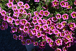 MiniFamous Neo Pink Hawaii Calibrachoa (Calibrachoa 'KLECA20810') at A Very Successful Garden Center