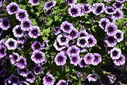Headliner Blackberry Vein Petunia (Petunia 'KLEPH22641') at A Very Successful Garden Center