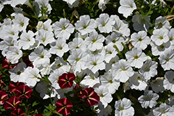 ColorRush White Petunia (Petunia 'ColorRush White') at A Very Successful Garden Center