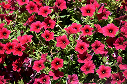 ColorRush Red Petunia (Petunia 'Balcushed') at A Very Successful Garden Center