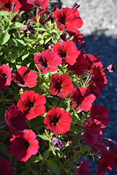 SureShot Dark Red Petunia (Petunia 'Balsursared') at A Very Successful Garden Center